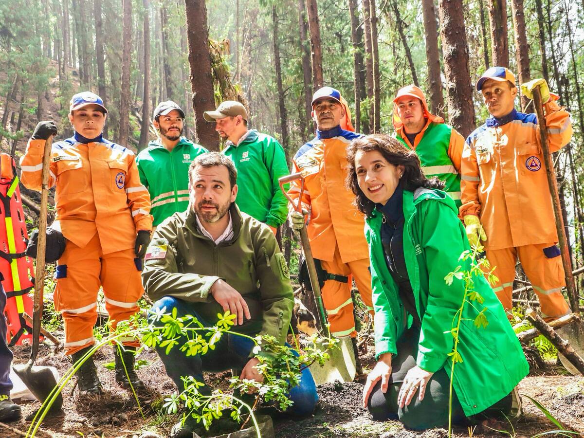 Avanza la restauración ecológica de los Cerros Orientales en Bogotá con plantación de 1.400 árboles