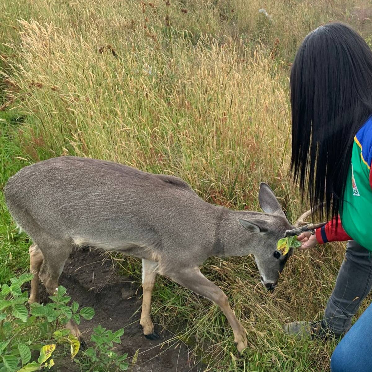 Rescataron a venado de cola blanca que fue maltratado con un lazo