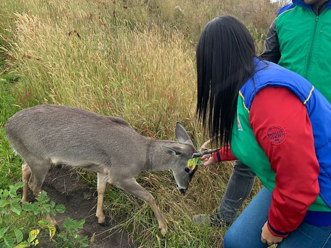 Rescataron a venado de cola blanca que fue maltratado con un lazo
