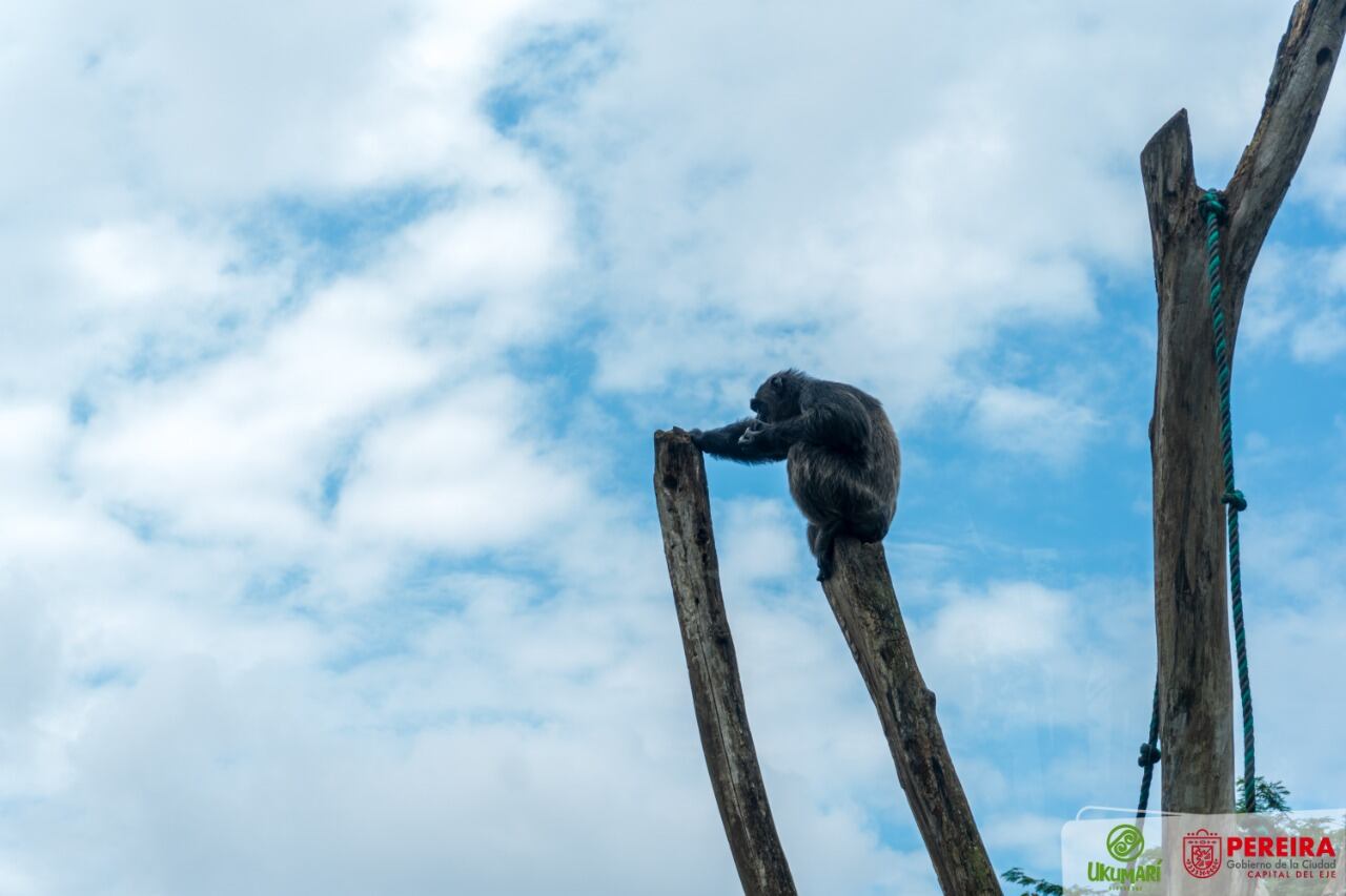 Foto: Alcaldía de Pereira - Bioparque Ukumarí
