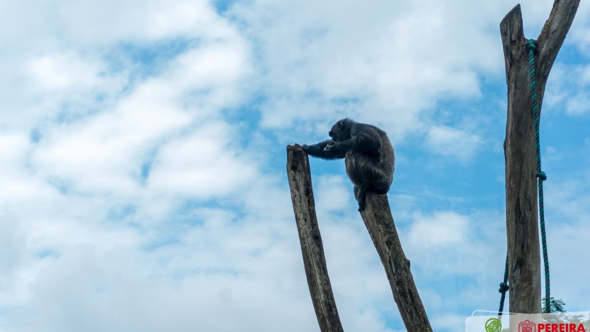 Bioparque Ukumarí de Pereira confirma muerte de dos chimpancés que se habían escapado