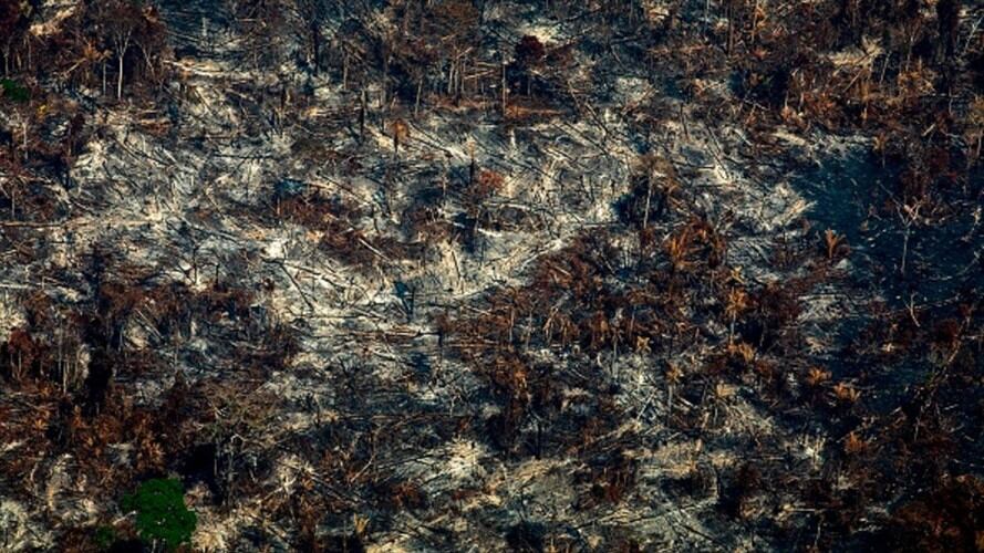 En la Amazonía la deforestación abre paso a la ganadería para tierras pronto baldías. Foto: Getty Images