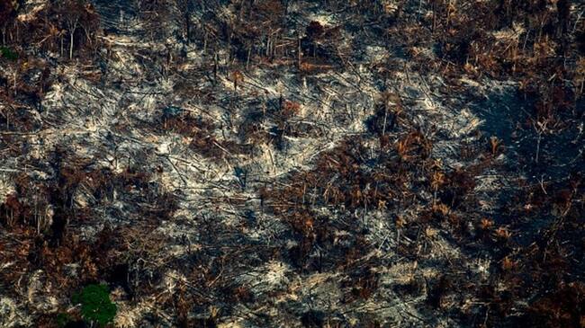 En la Amazonía la deforestación abre paso a la ganadería para tierras pronto baldías. Foto: Getty Images