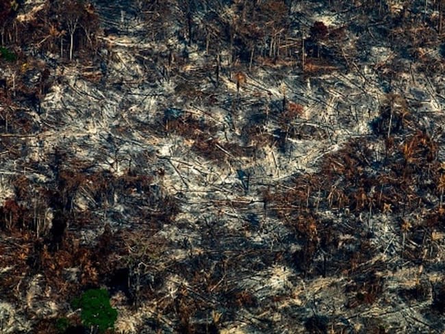 En la Amazonía la deforestación abre paso a la ganadería para tierras pronto baldías. Foto: Getty Images
