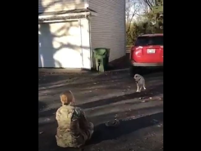 El bello momento en que mujer militar vuelve a ver a su perro. Foto: Captura de pantalla
