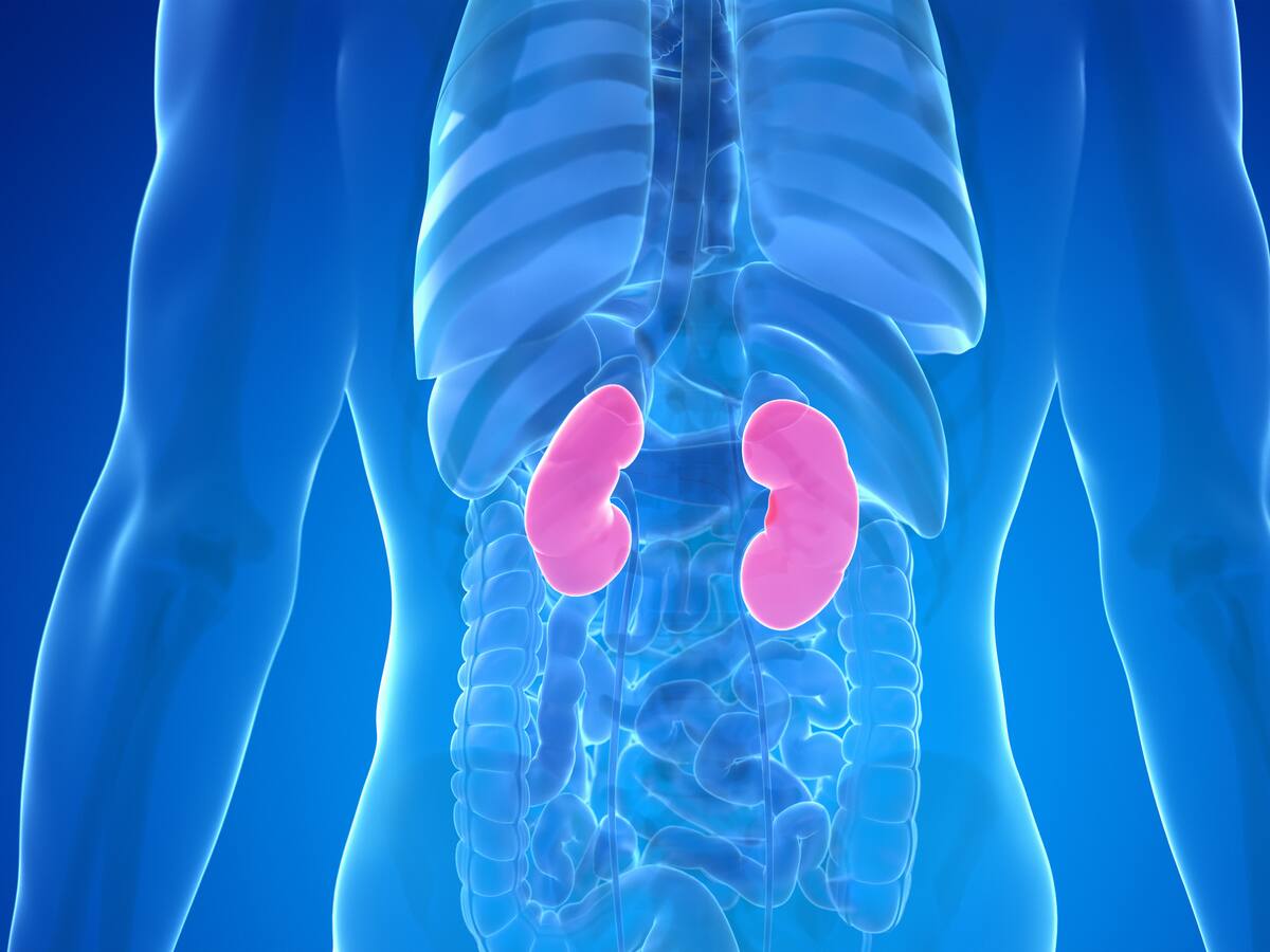 ¡Ojo! Estas son las prácticas que dañan los riñones y ocasionan la enfermedad renal