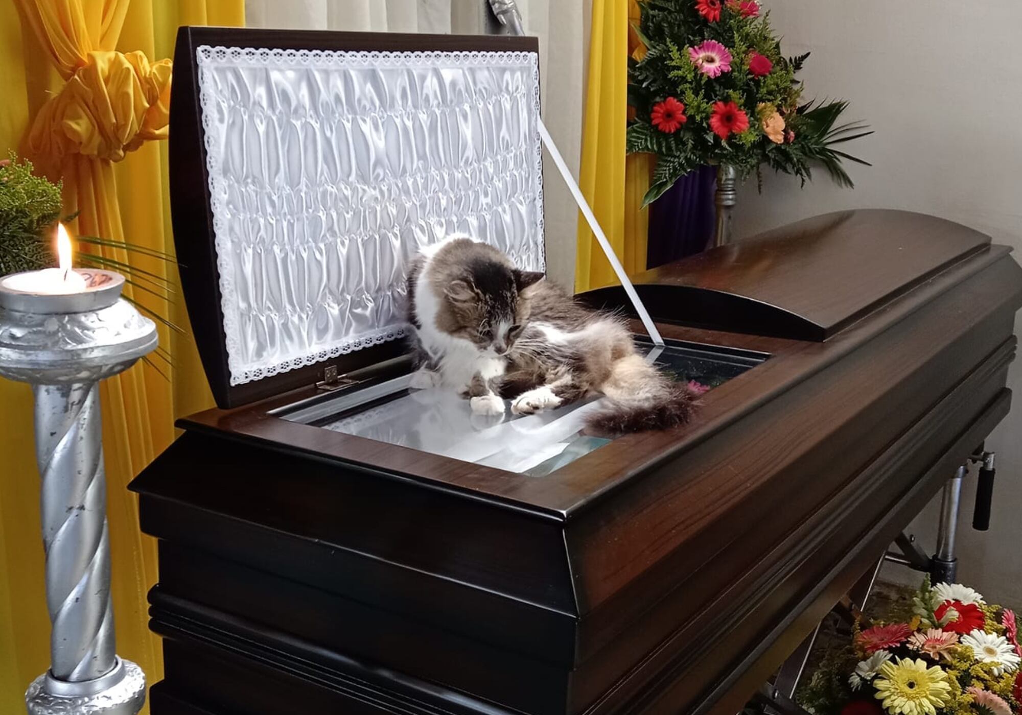 Nucita, gata | Foto: Facebook Alejandra Badilla Sandoval