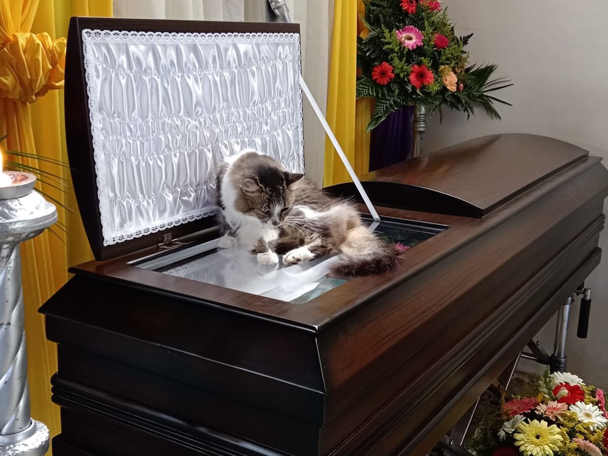 VIDEO: Nucita, la gata que no se movió del ataúd de su dueño en el velorio