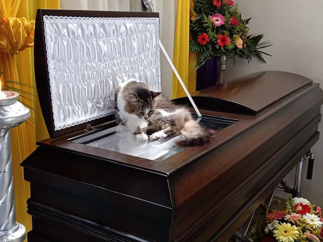 Nucita, gata | Foto: Facebook Alejandra Badilla Sandoval