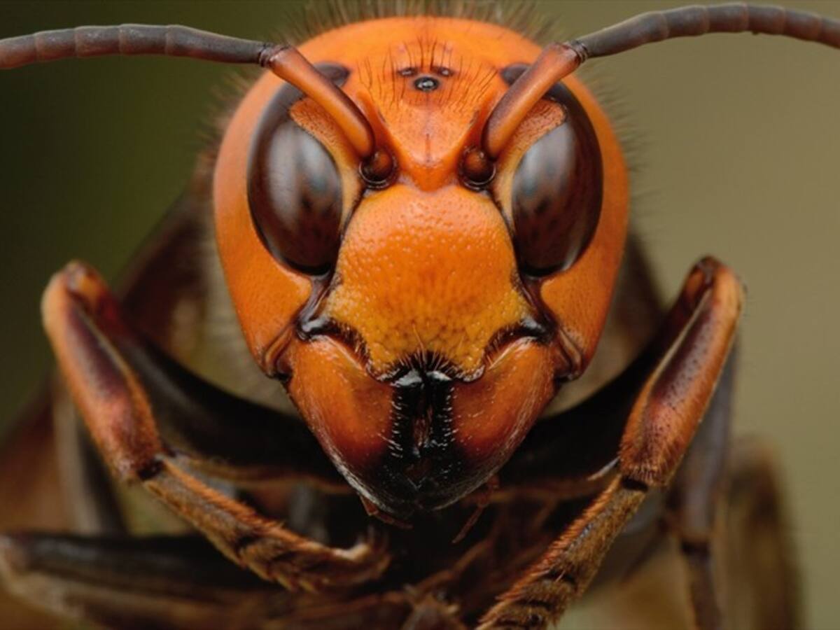 ¿El avispón asesino podría llegar a Colombia?