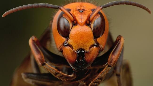 Actualmente Estados Unidos se encuentra en alerta debido a esta plaga, que puede ser letal.. Foto: Getty Images