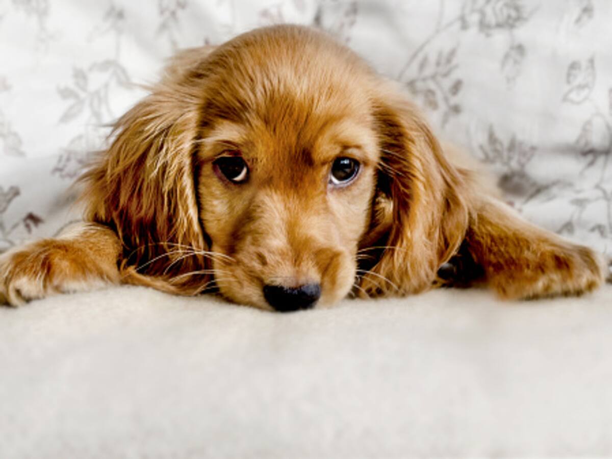 Mascotas: es legal que le prohíban tener animales en su casa