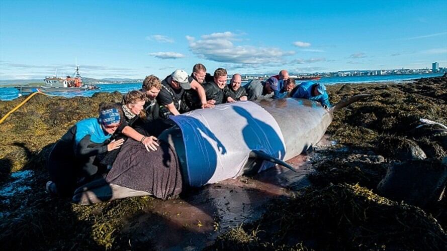 Mueren veinte ballenas tras quedar varadas en costas de Islandia. Foto: Getty Images