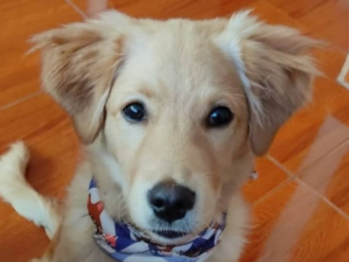 Piden justicia para Dante, nuevo caso de maltrato animal en Chía