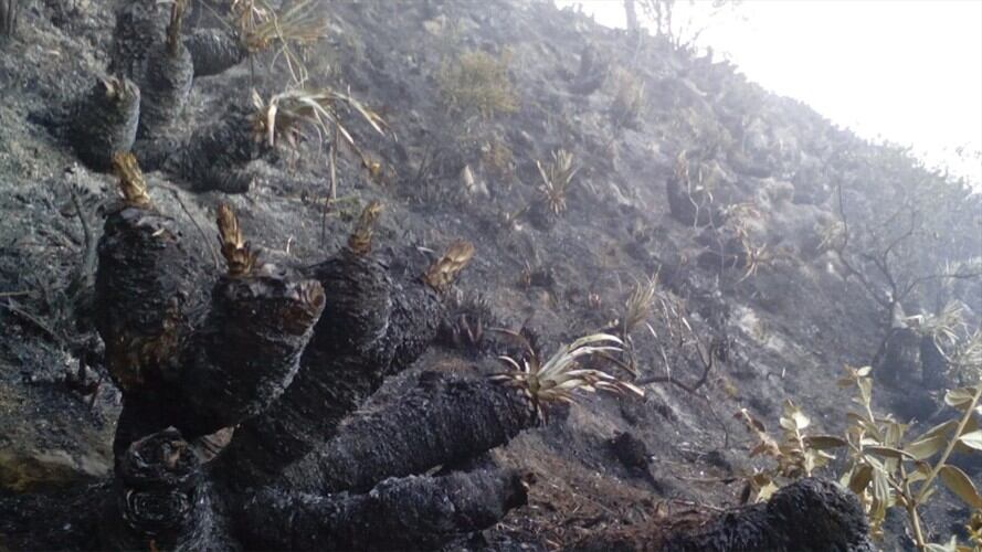 Incendios forestales en Boyacá. Foto: Cortesía.