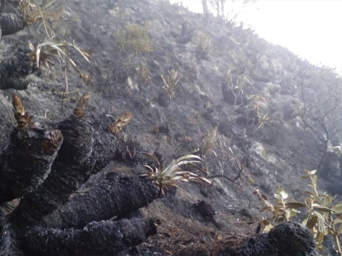 Se reanudan labores de emergencia para controlar incendio forestal en Paipa