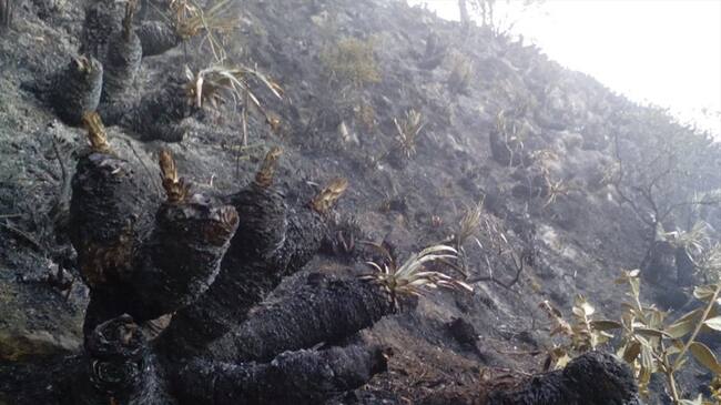 Incendios forestales en Boyacá. Foto: Cortesía.