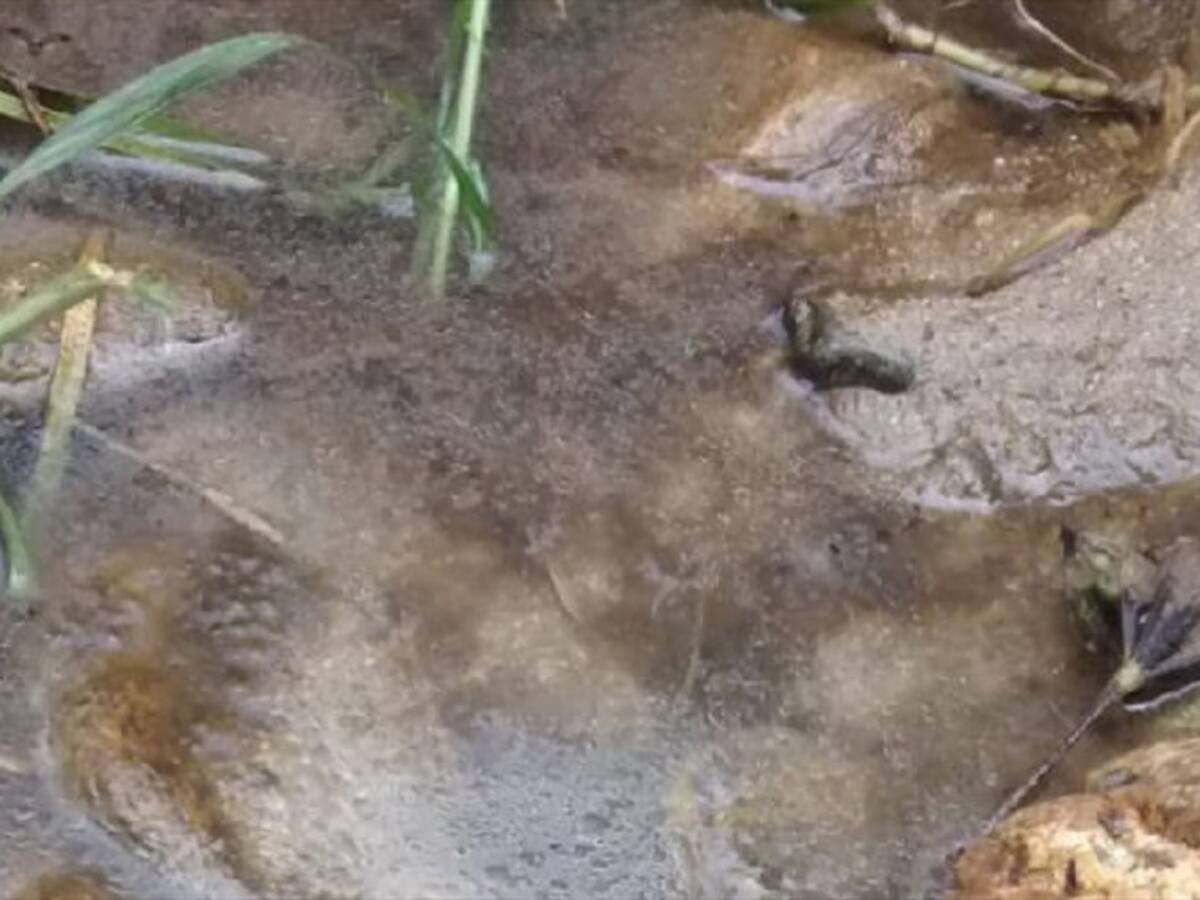 Derrame de aceite en Floridablanca mató a más de 70 mil truchas