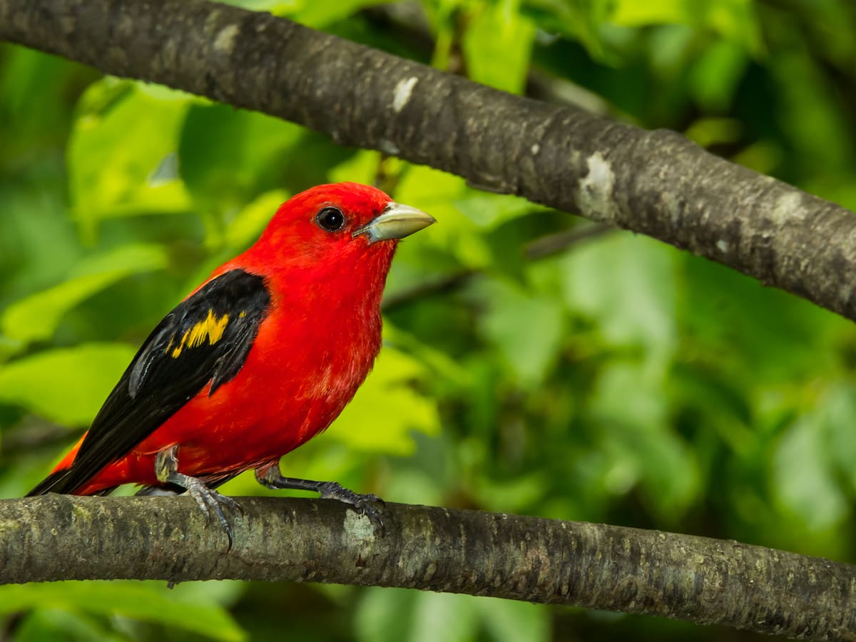 ¿Cuáles son las aves más comunes de Bogotá? Características y en dónde se pueden encontrar