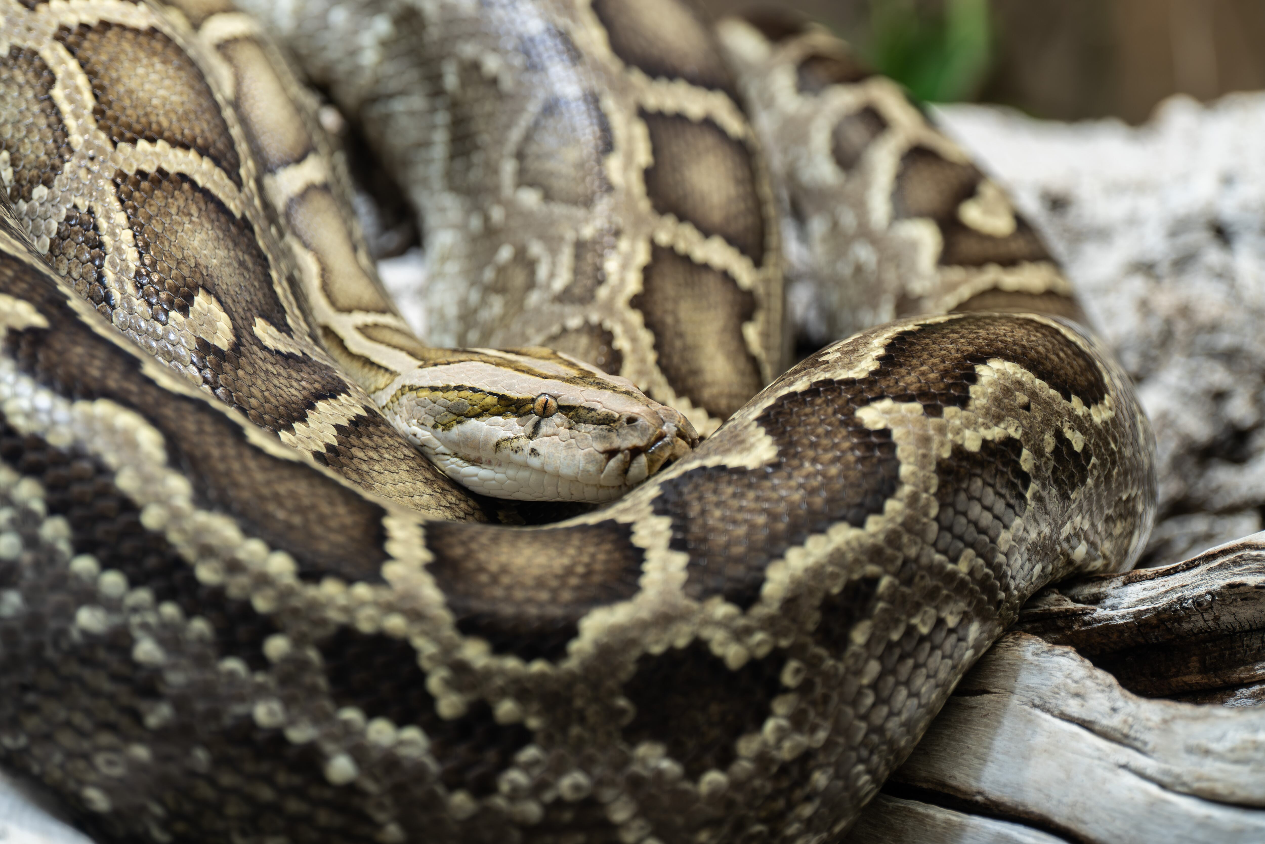 Imagen de referencia. Foto: Silas Stein/picture alliance via Getty Images.