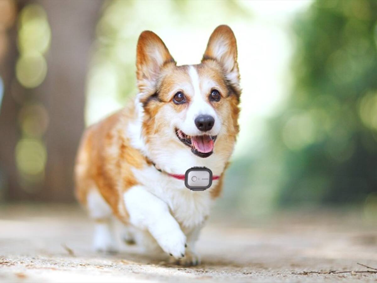 El nuevo "gadget" que le ayudará a encontrar sus objetos y animales perdidos