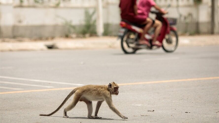 Según los científicos, no se sabe qué hicieron los animales con las muestras.. Foto: Getty Images