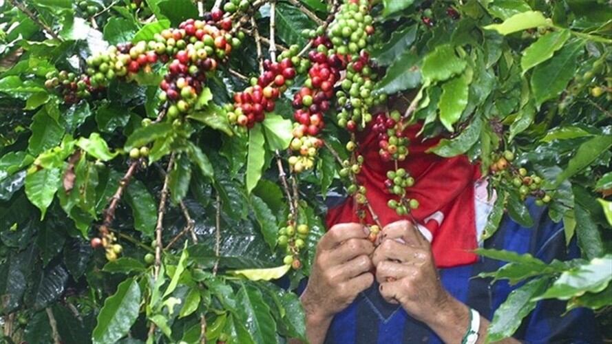 El director de inversión y comercio de la Gobernación de Boyacá, Alejandro Mejía, dijo que el café se tiene que trabajar en calidad, cantidad y capacidad.. Foto: Colprensa
