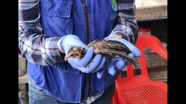 En total fueron recuperadas cuatro serpientes cascabel, una lora frente amarilla, un perico real y una guacharaca. Foto: Fiscalía General de la Nación