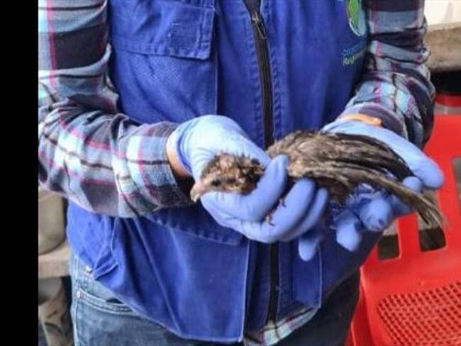 En total fueron recuperadas cuatro serpientes cascabel, una lora frente amarilla, un perico real y una guacharaca. Foto: Fiscalía General de la Nación