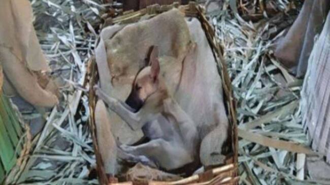 Hallan a perro durmiendo en un pesebre en Brasil. Foto: Captura de redes sociales