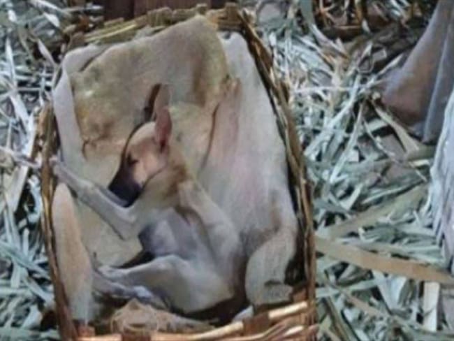 Hallan a perro durmiendo en un pesebre en Brasil. Foto: Captura de redes sociales