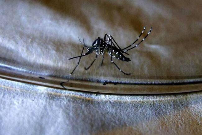 Se hace fundamental que los habitantes de Popayán colaboren eliminando los criaderos del mosquito transmisor. Crédito: Colprensa.