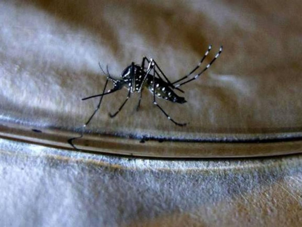 Declaran estado de emergencia en salud en Popayán por brote de dengue