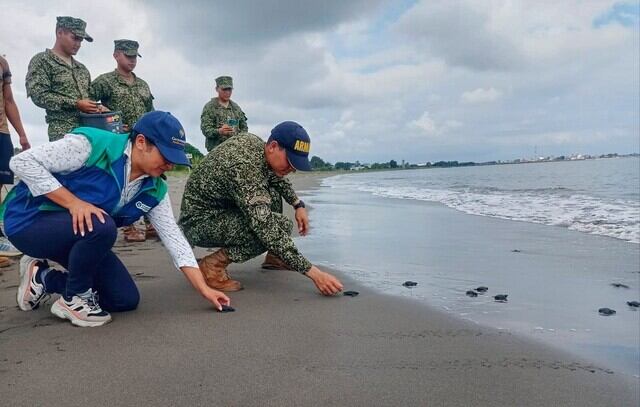 43 tortugas marinas fueron rescatadas y liberadas en el Pacífico nariñense. Foto: Armada Nacional.