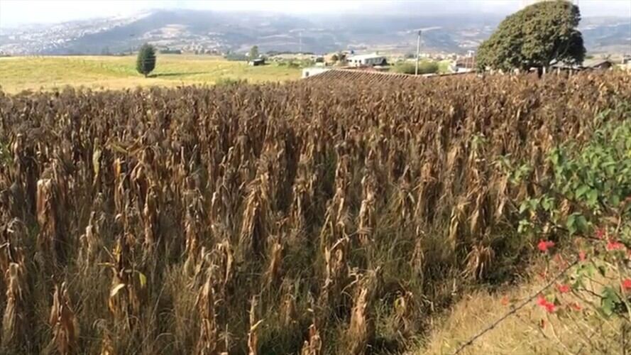 El ministro de Agricultura y Desarrollo Rural, Andrés Valencia Pinzón, hizo un llamado a los productores agropecuarios para estar atentos con las variaciones climáticas.. Foto: La W