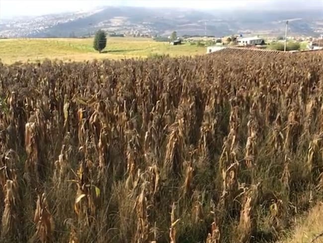 El ministro de Agricultura y Desarrollo Rural, Andrés Valencia Pinzón, hizo un llamado a los productores agropecuarios para estar atentos con las variaciones climáticas.. Foto: La W