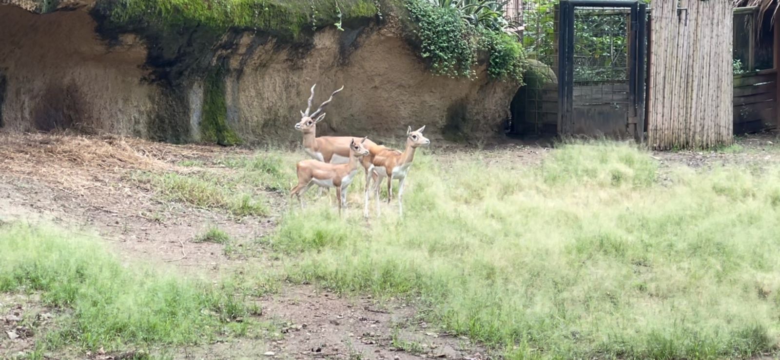 Estallido de pólvora provocó la muerte de dos animales en el zoológico de Cali. Foto: W radio