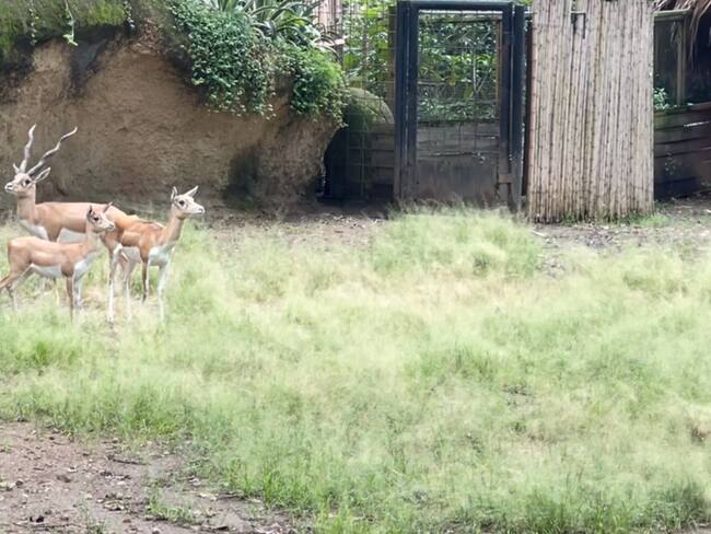 Estallido de pólvora provocó la muerte de dos animales en el zoológico de Cali. Foto: W radio
