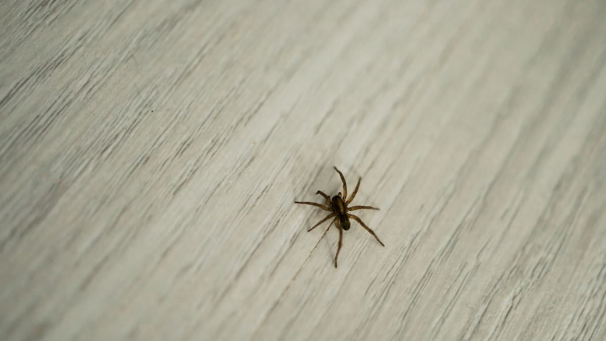 ¿Por qué no es recomendable matar las arañas que hay en su casa?