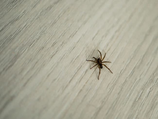 Araña imagen de referencia. Foto: Getty Images.