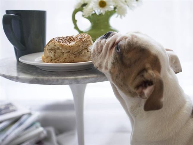 Teoría de que los perros tienen mejor olfato que los humanos no tendría fundamento. Foto: Getty Images
