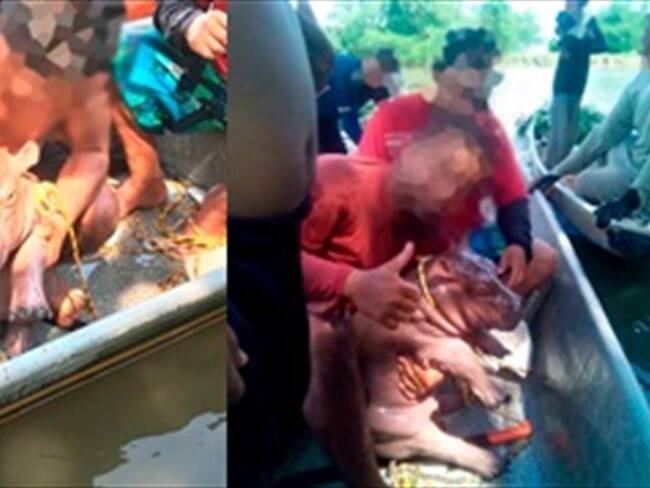 Investigan presunta captura y venta de hipopótamos en el Magdalena Medio antioqueño