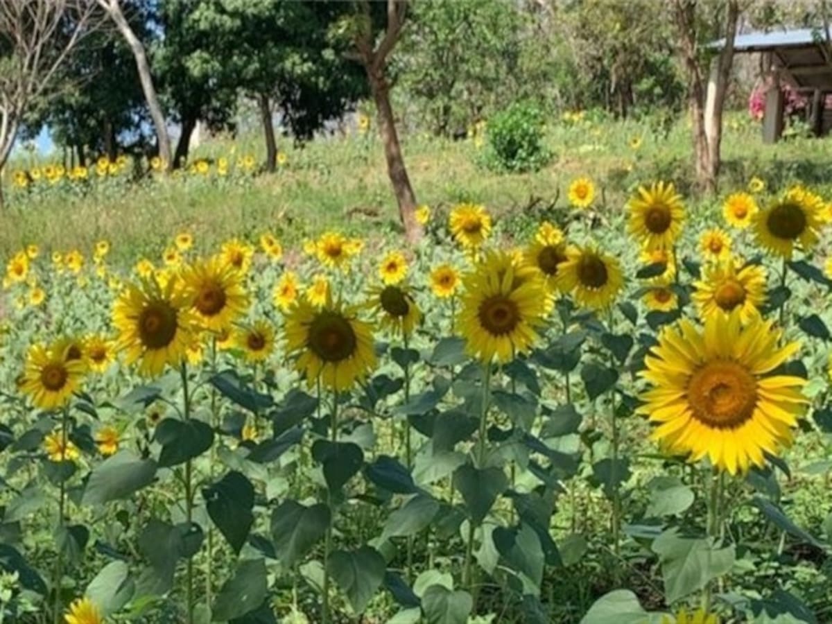 Campo de girasoles se ha convertido en el nuevo atractivo turístico en los Montes de María