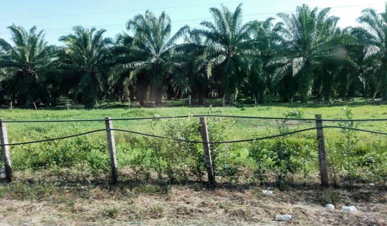 Cultivos de palma de aceite en el Catatumbo. / Foto: Archivo.