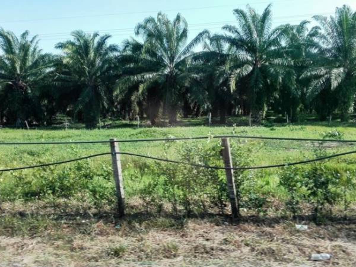 Extractora Catatumbo cerró su planta en Tibú tras amenazas y extorsiones