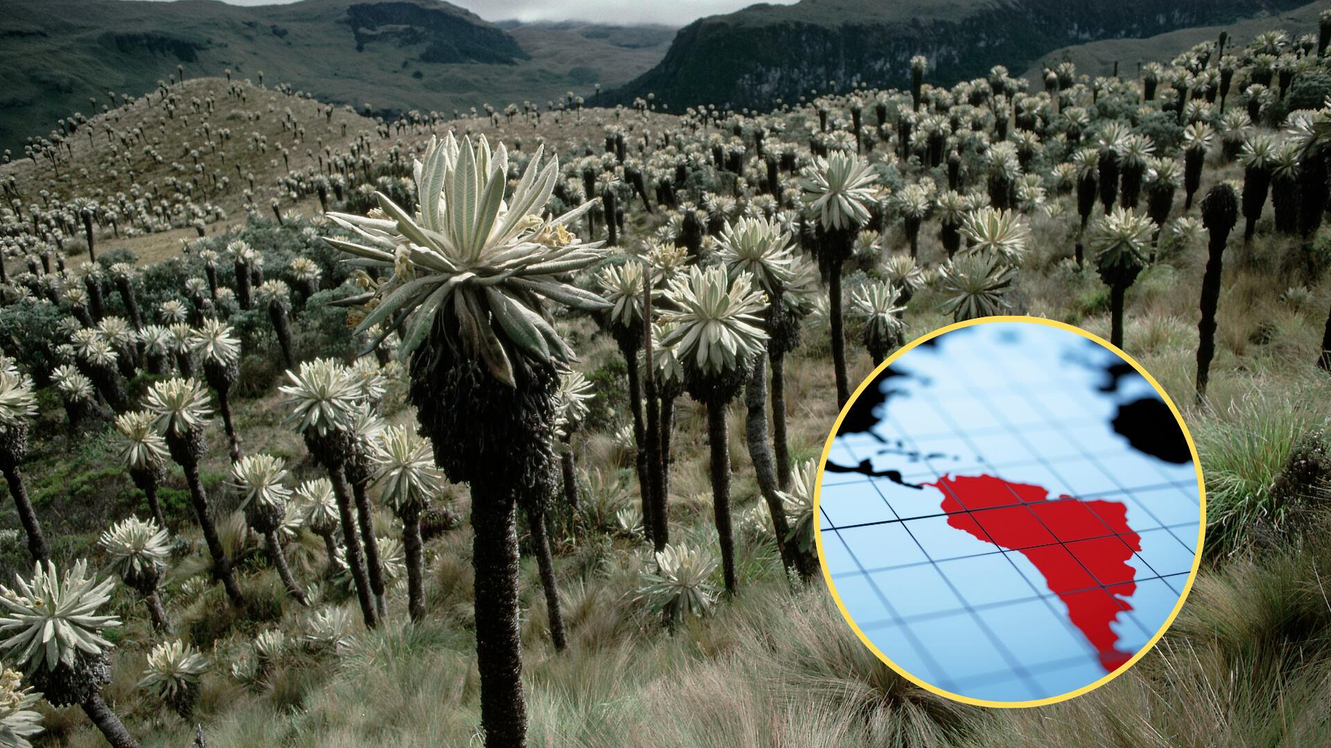 Imágenes de referencia. Getty Images.