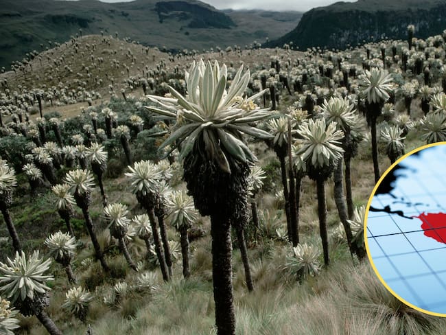 Imágenes de referencia. Getty Images.