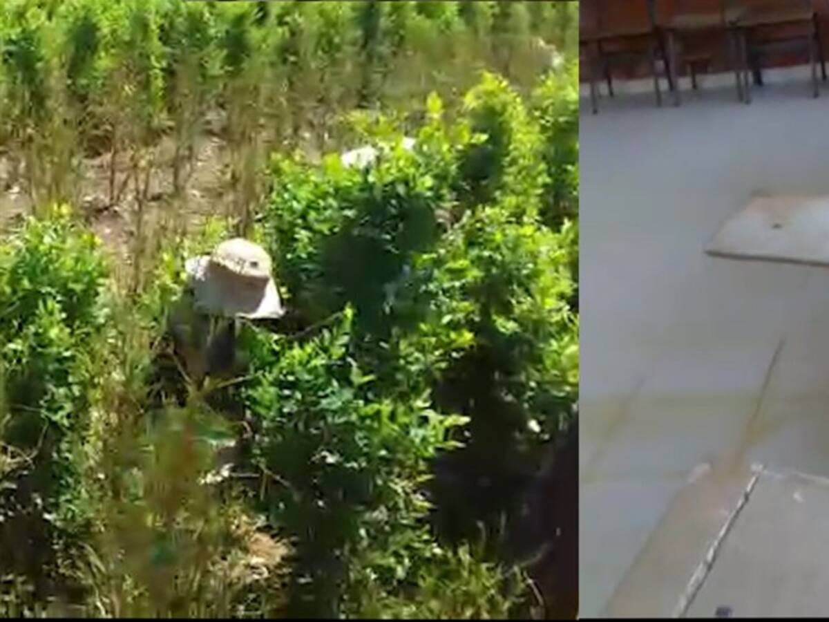 Revelador vídeo, niños abandonan sus aulas para ir a cosechar coca