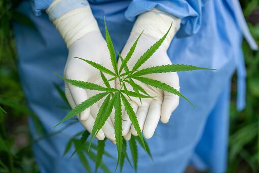 Imagen de referencia de cannabis. Foto: Getty Images