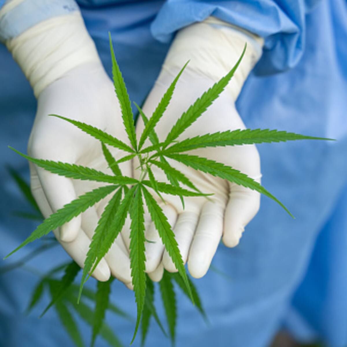 La SIC advierte falta de claridad en la reglamentación del cannabis medicinal